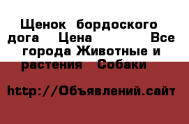 Щенок  бордоского  дога. › Цена ­ 60 000 - Все города Животные и растения » Собаки   